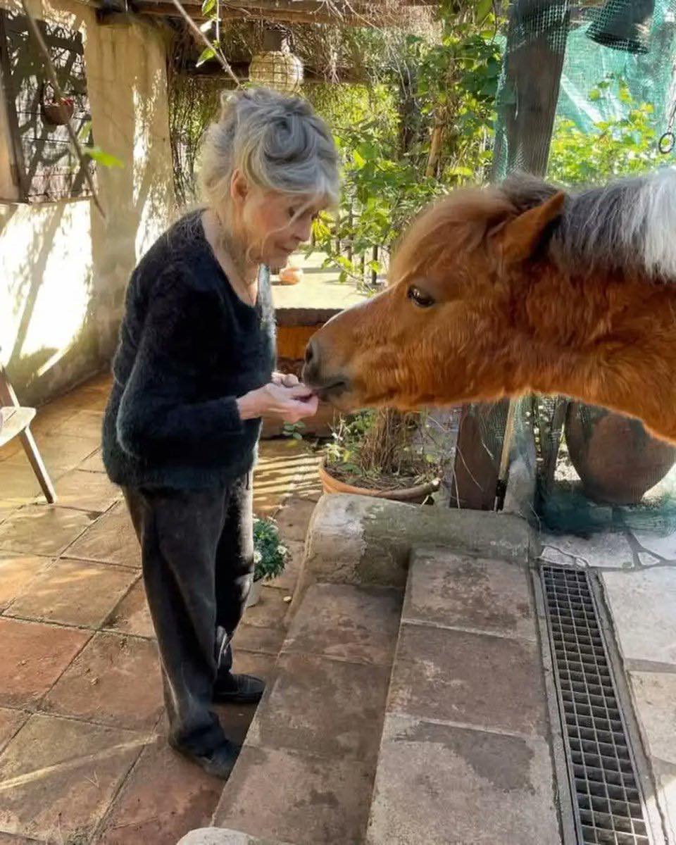 „Oddałam mężczyznom swoją urodę i młodość.Teraz oddaję swoją mądrość i doświadczenie zwierzętom.”— Brigitte Bardot