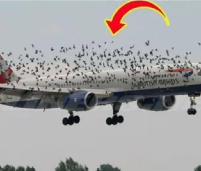 Пилот и все пассажиры были в шоке, когда узнали настоящую причину, почему птицы летели рядом с самолётом…