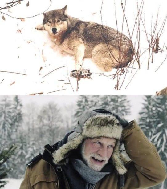 Wilczyca wpadła w pułapkę — a jej młode gdzieś w pobliżu czekały. Leśniczy chciał jej pomóc.