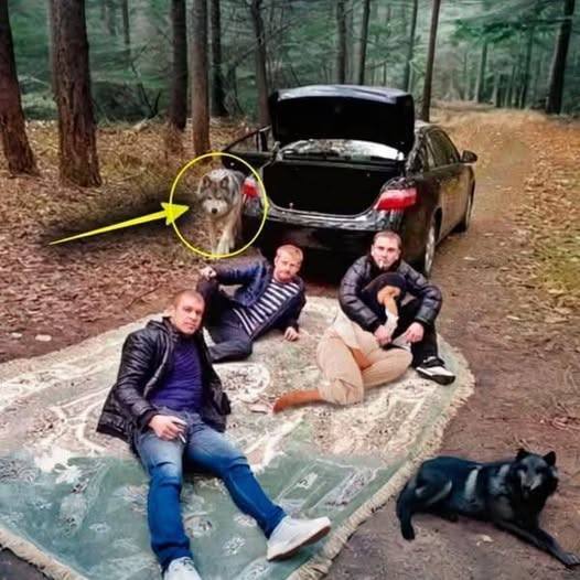 Die Jungen zerrten eine schwangere Frau in den Wald und wollten ihr etwas Schreckliches antun!