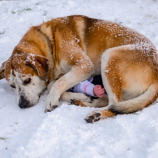 Der Hund lag da und jaulte kläglich, und unter ihm lag er, ganz klein, und niemand hielt an.