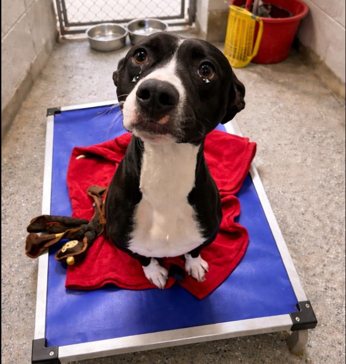 Unii câini pleacă o dată din adăpost și nu se mai uită niciodată înapoi.